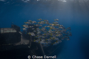 "Morning Commute"
Diving the Kittiwake first thing in th... by Chase Darnell 